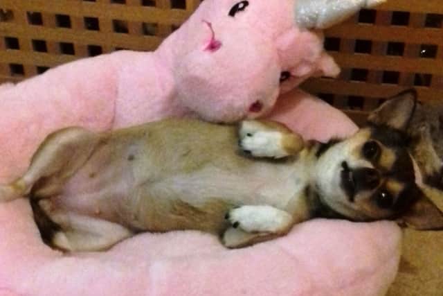 Four-year-old Minnie, from Eastwood. Picture sent by Sally Fisher.