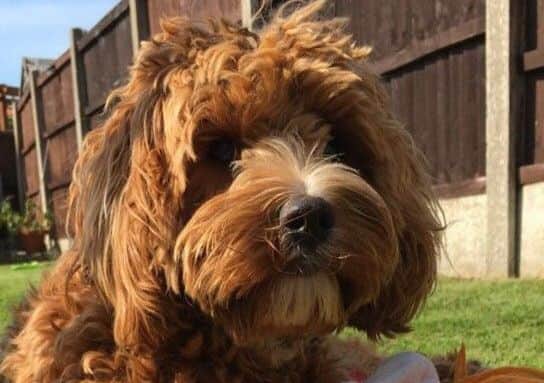 Ruby the cavapoo, aged two. Picture sent by Louise Taylor.