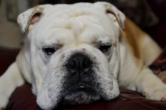English Bulldog Horace.