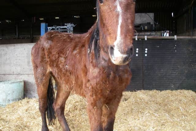 The horse's ribs and spine were visible, it was infected with lice, and was not used to being handled. Photo: RSPCA