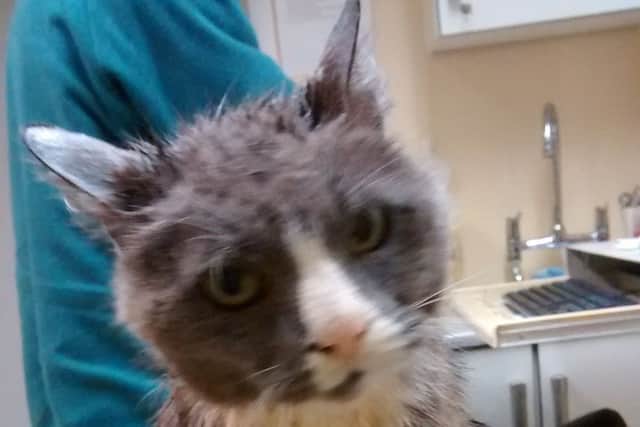 The RSPCA were called to a distinctive three-legged cat found sitting on a baby car seat in the rain for hours on Prospect Street in Mansfield on Monday, March 12.