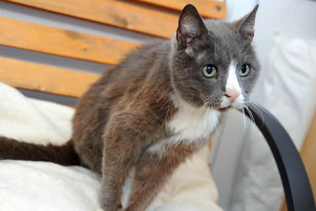 Smudge on his adventure with the RSPCA.