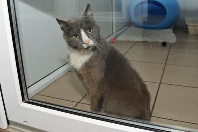 Smudge at the RSPCA Animal  Centre.