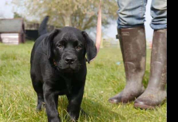Dog owners could face a fine of 500 if their pet isn't microchipped
