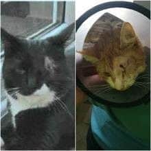 Poppy and Hamish have both lost an eye following two seperate attacks with weapons in Derbyshire