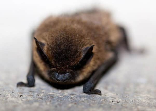 Bat. photo by Pixabay.