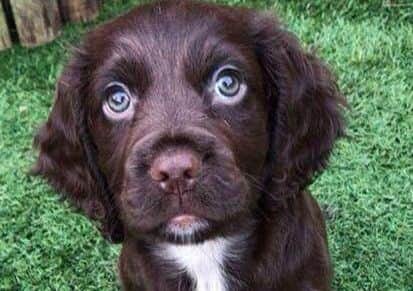 Luna - sent in by Rachael Perry