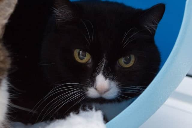 Elmo - picture courtesy of Beverley Perkins Photographer