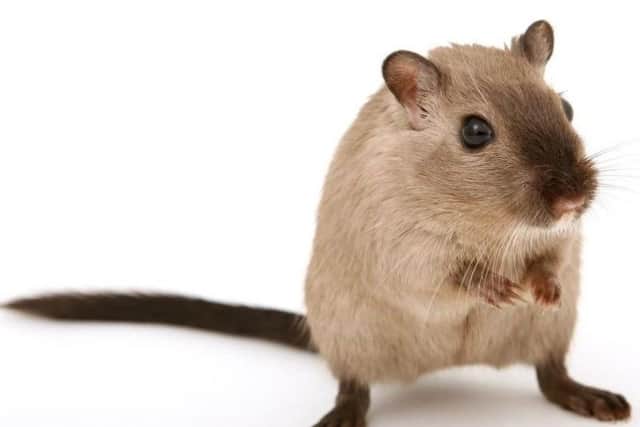 Rat infestations are now the problem of neighbouring local authorities, Mansfield District Council says