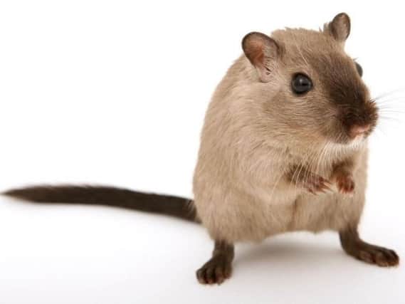 Rat infestations are now the problem of neighbouring local authorities, Mansfield District Council says
