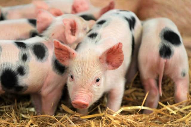 Pictured are piglets.