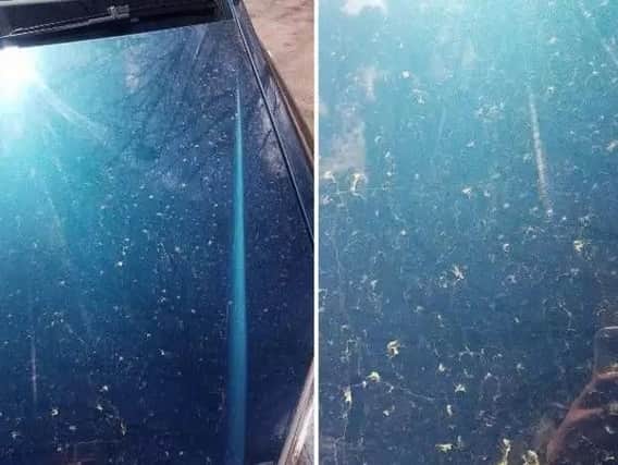 Yellow dust on cars - Credit; Paige Parkin