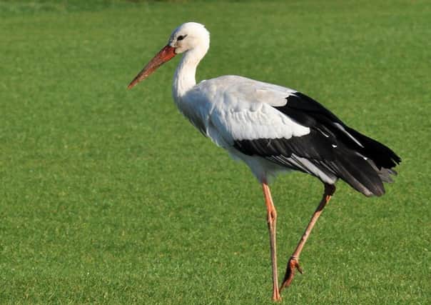 A white stork takes advantage of a wet outfield