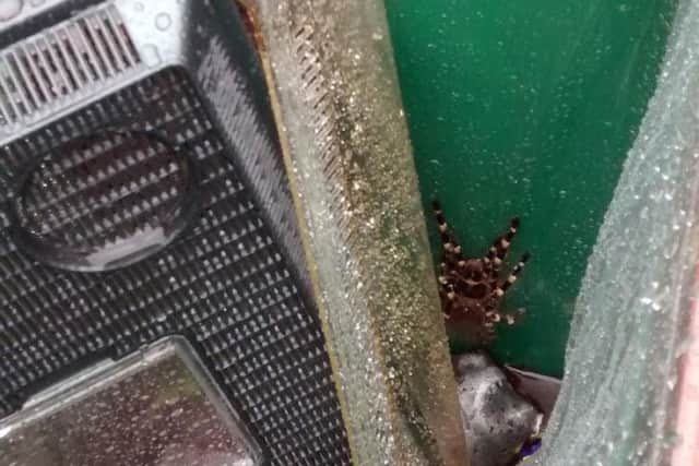 The tarantula.