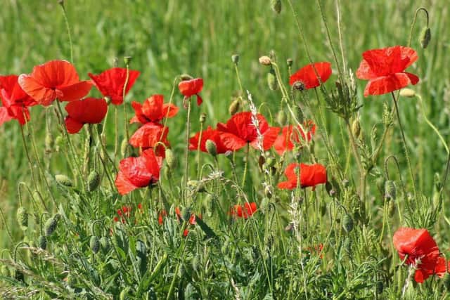 The poppy was adopted as a symbol of remembrance at the end of the First World War