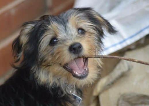 The pooch is at risk of being put down.