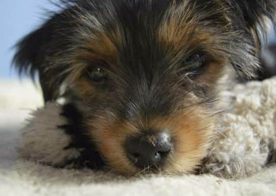 Bruno as a pup.