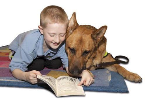 Check your dog is properly vaccinated if it has been imported from abroad