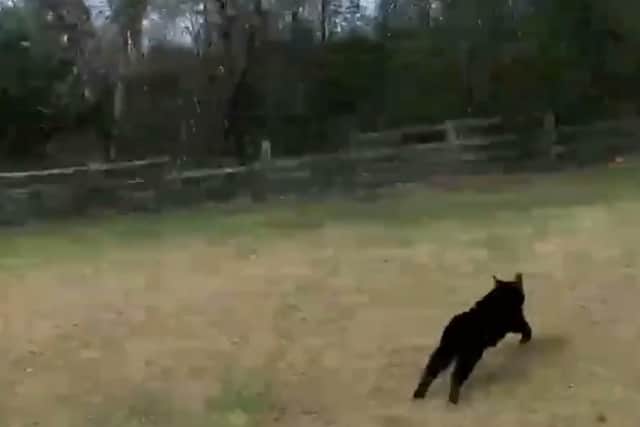 A drone operator has captured this footage of an alleged 'big cat' prowling the British countryside (Photo: SWNS)