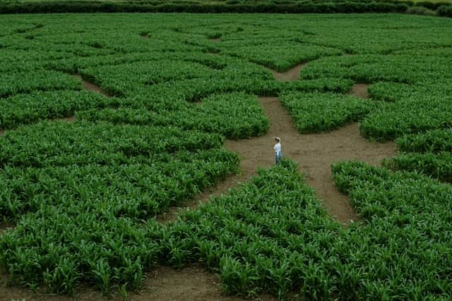 Great Yorkshire Maze.